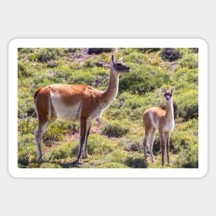 Guanaco near Torres der Paine - Chile Sticker